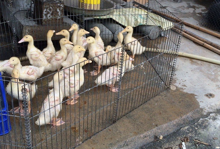 臺灣禽流感疫情再擴(kuò)大 雞鴨鵝都淪陷、東西部皆失守 臺灣禽流感疫情再擴(kuò)大 雞鴨鵝都淪陷、東西部皆失守