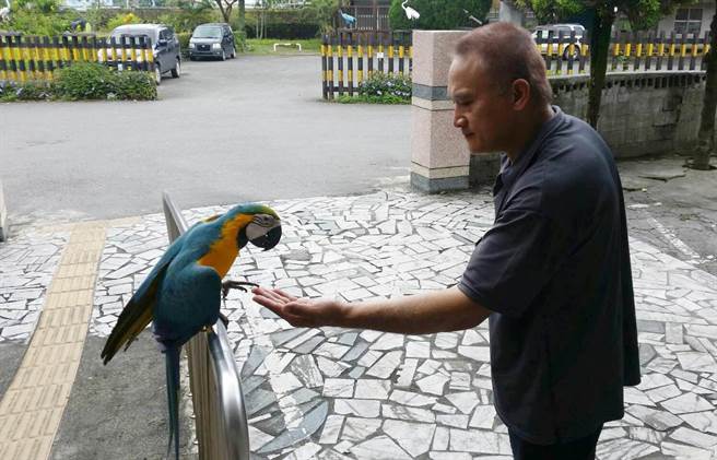 機靈鸚鵡遭遇老鷹空襲 飛到派出所報警求救 機靈鸚鵡遭遇老鷹空襲 飛到派出所報警求救