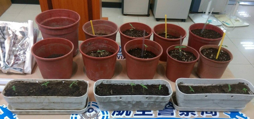 誤信吸大麻可抗憂郁癥 臺(tái)灣男子居然…… 誤信吸大麻可抗憂郁癥 臺(tái)灣男子居然……