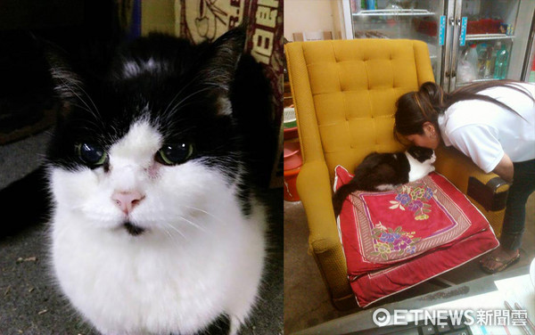 "喵喵"離世 主人深情告白:它給了我二十年不孤單 "喵喵"離世 主人深情告白:它給了我二十年不孤單