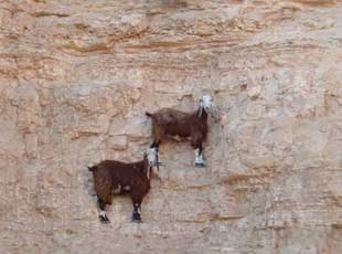 ɽ�������ͱ�