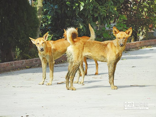 �_��91�q���r(n��ng)��Ұ��ҧ�� �挦��ȮҪ���˷��l(w��i)����(�D)