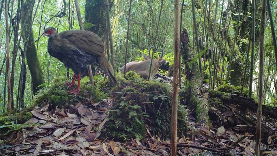 ��Ҋ�ֺ��C�����������״��ĵ��ɷN���o���ͬ�������