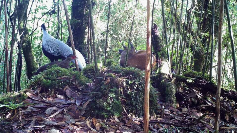 ��Ҋ�ֺ��C�����������״��ĵ��ɷN���o���ͬ�������