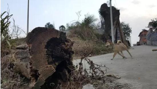 ���ڵ��ϵ���ľ����׿��类�r��䏔�ĹŘ���