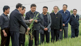 習(xí)近平考察小崗村,重溫中國(guó)改革歷程