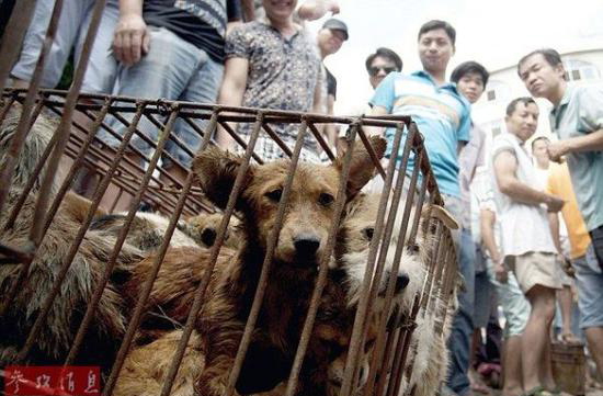 外媒聚焦中國鄉(xiāng)間地下斗狗:場面血腥不忍直視 外媒聚焦中國鄉(xiāng)間地下斗狗:場面血腥不忍直視