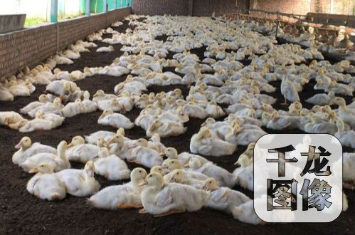 �����ɞ������¸�����