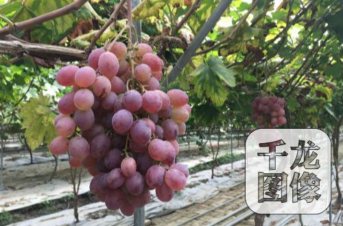 �t�Ǵ�ă�(y��u)�|(zh��)���ѻ������F(xi��n)�����M(j��n)����ָ���t�������ĺڡ���ڵȃ�(y��u)�|(zh��)����Ʒ�N��