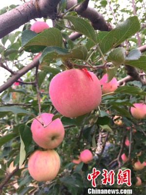 �o���h���@�ȵ��O�������¾W(w��ng) �N�� �z