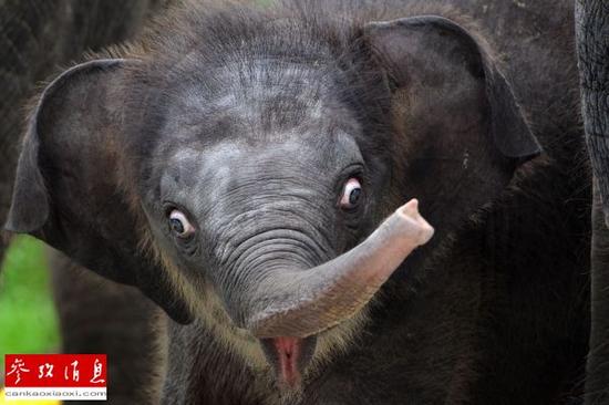 中國人對大象皮需求攀升 緬甸亞洲象遭屠殺 中國人對大象皮需求攀升 緬甸亞洲象遭屠殺