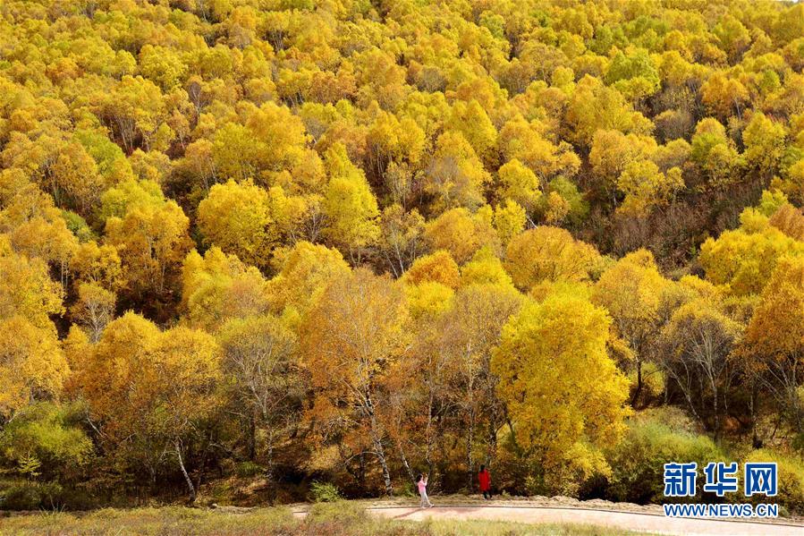 ����ʮ�� ��ɫ����