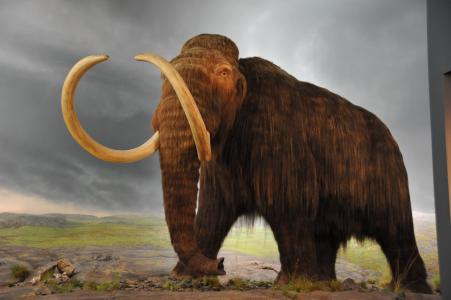 猛犸象 網(wǎng)絡(luò)圖片