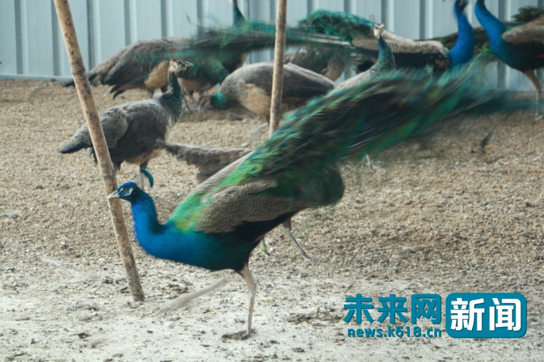 脫貧攻堅看廣西:“藍孔雀”銜來那盆村脫貧致富新希望 脫貧攻堅看廣西:“藍孔雀”銜來那盆村脫貧致富新希望