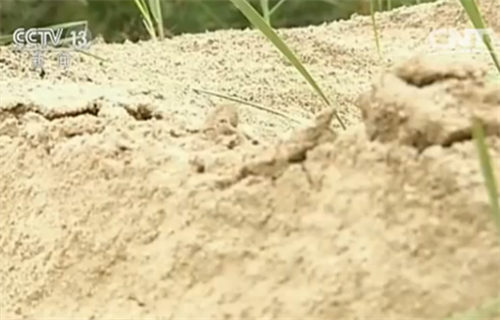 ɳĮ��������