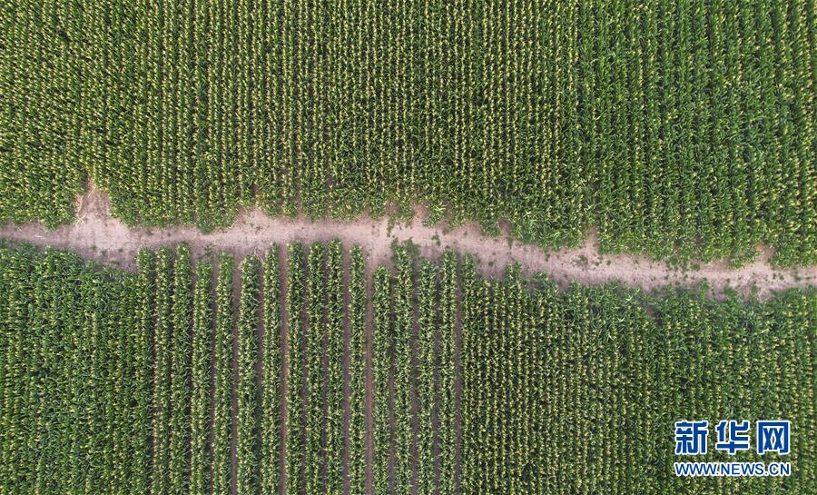 (新華全媒頭條·圖文互動)(4)為現(xiàn)代農(nóng)業(yè)探新路——來自吉林梨樹的田野報告