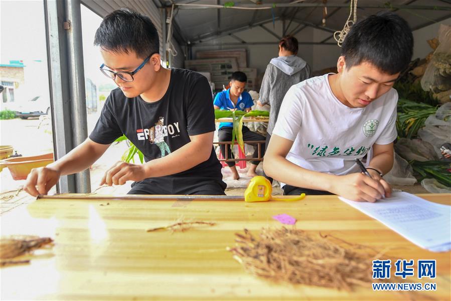 (新華全媒頭條·圖文互動)(8)為現(xiàn)代農(nóng)業(yè)探新路——來自吉林梨樹的田野報告