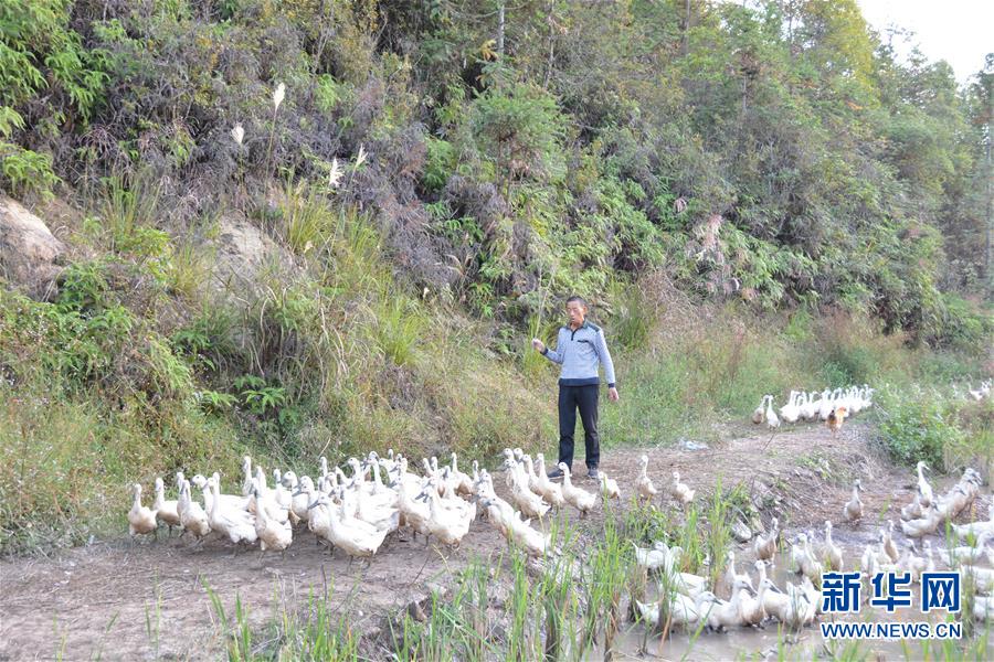 (決戰(zhàn)決勝脫貧攻堅·圖文互動)(2)閩西“鴨倌”羅水通脫貧記