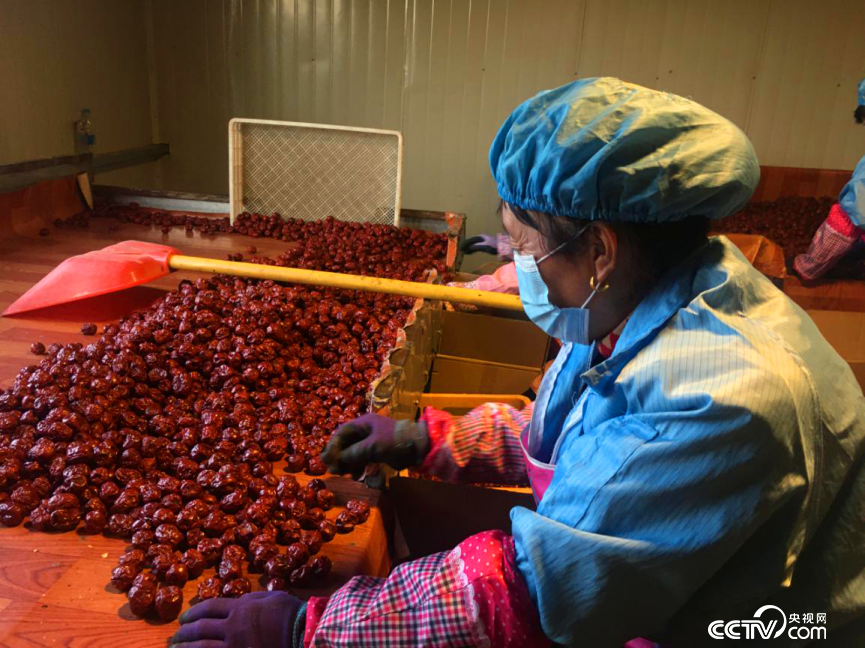 加工車間內(nèi)工人正在分揀紅棗