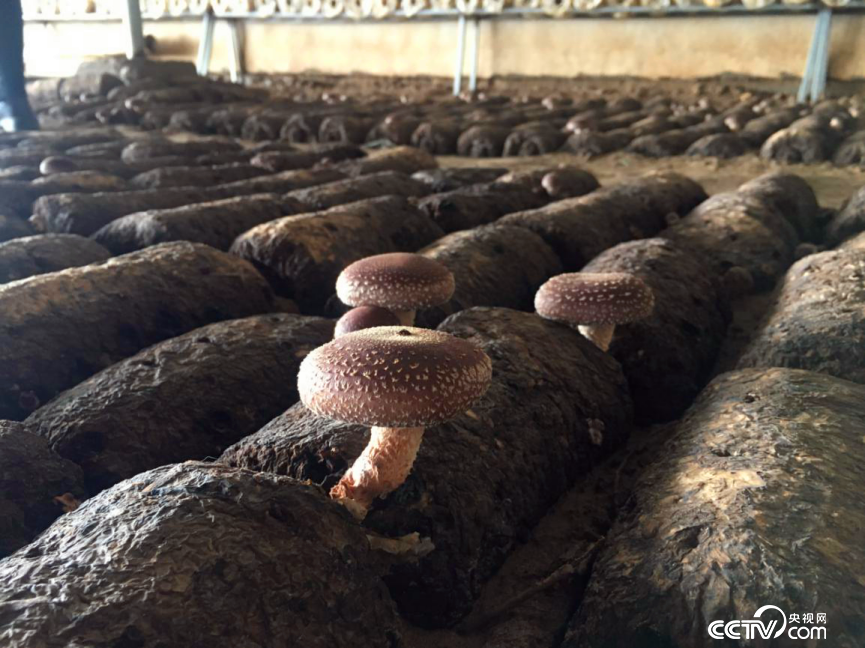 漫水灘鄉(xiāng)東壩村溫室大棚中的香菇