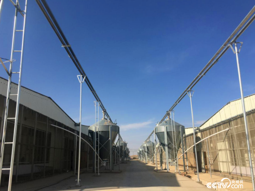 位于景泰縣草窩灘鎮(zhèn)新建村的生豬產(chǎn)業(yè)化項目