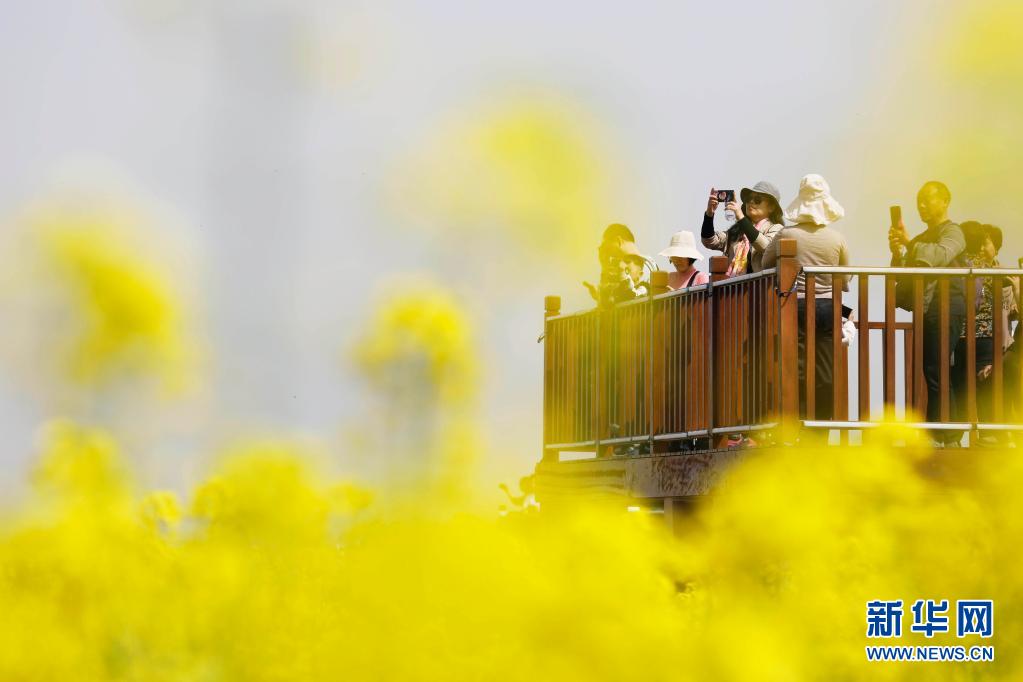 河南寶豐:打造賞花經(jīng)濟(jì) 助力鄉(xiāng)村振興