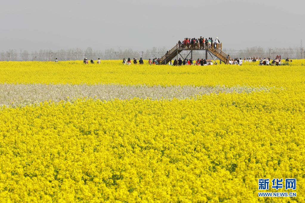 河南寶豐:打造賞花經(jīng)濟(jì) 助力鄉(xiāng)村振興