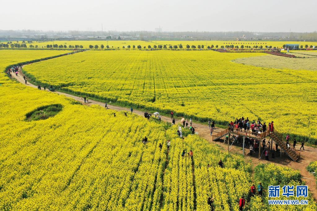 河南寶豐:打造賞花經(jīng)濟(jì) 助力鄉(xiāng)村振興