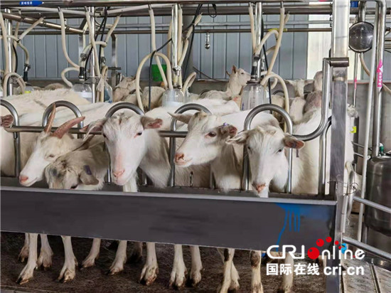 【中國有約】陜西省富平縣:干“柿”業(yè)發(fā)“羊”財 建設美麗鄉(xiāng)村_fororder_5