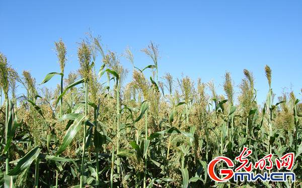 笤帚苗變身藝術(shù)品 產(chǎn)業(yè)振興穩(wěn)脫貧防返貧