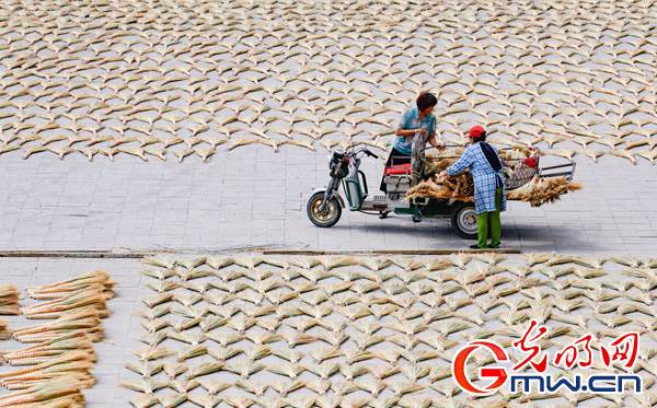 笤帚苗變身藝術(shù)品 產(chǎn)業(yè)振興穩(wěn)脫貧防返貧