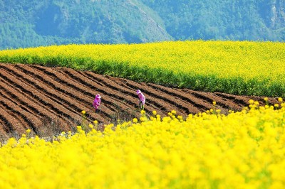 壟上天地闊,鄉(xiāng)間春意濃