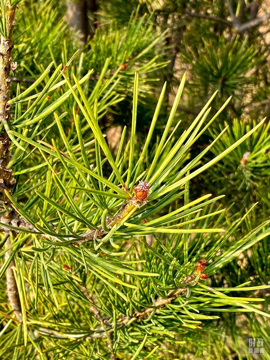  ����Ƥ�ɡ������_��ҕӛ�����x�Ĕz��