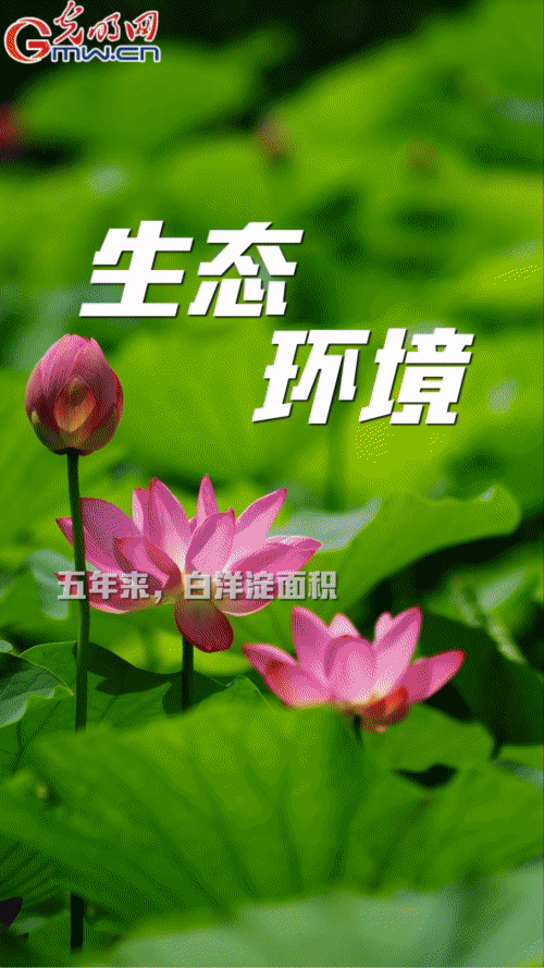 【“動”漫海報】雄安新區(qū):五年奮進加速蝶變 未來之城欣欣向榮