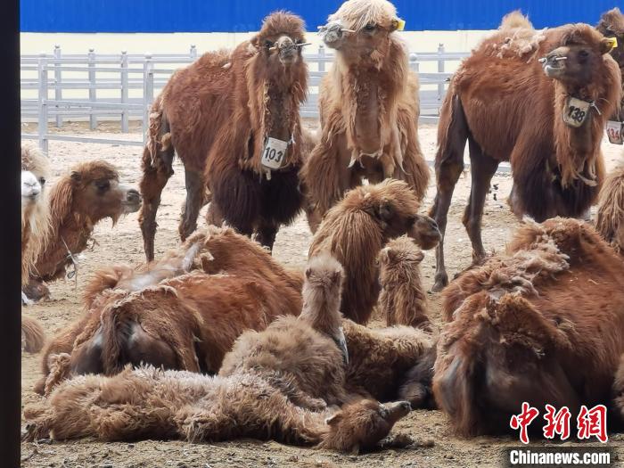 【十年@每一個奮斗的你】內蒙古邊境旗縣致富覓新路:450對母子駝“替”民眾奔小康