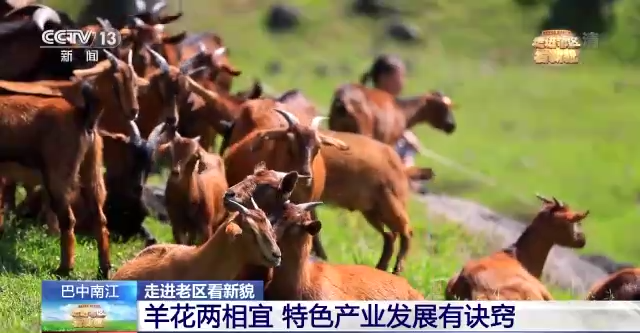 走進(jìn)老區(qū)看新貌丨追尋紅色足跡 感受巴蜀時(shí)代新貌