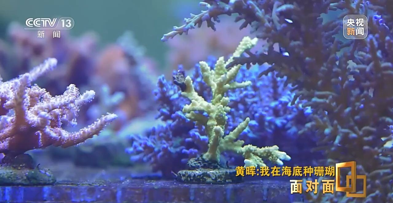面對(duì)面丨“珊瑚媽媽”黃暉:種出一片“海底森林”