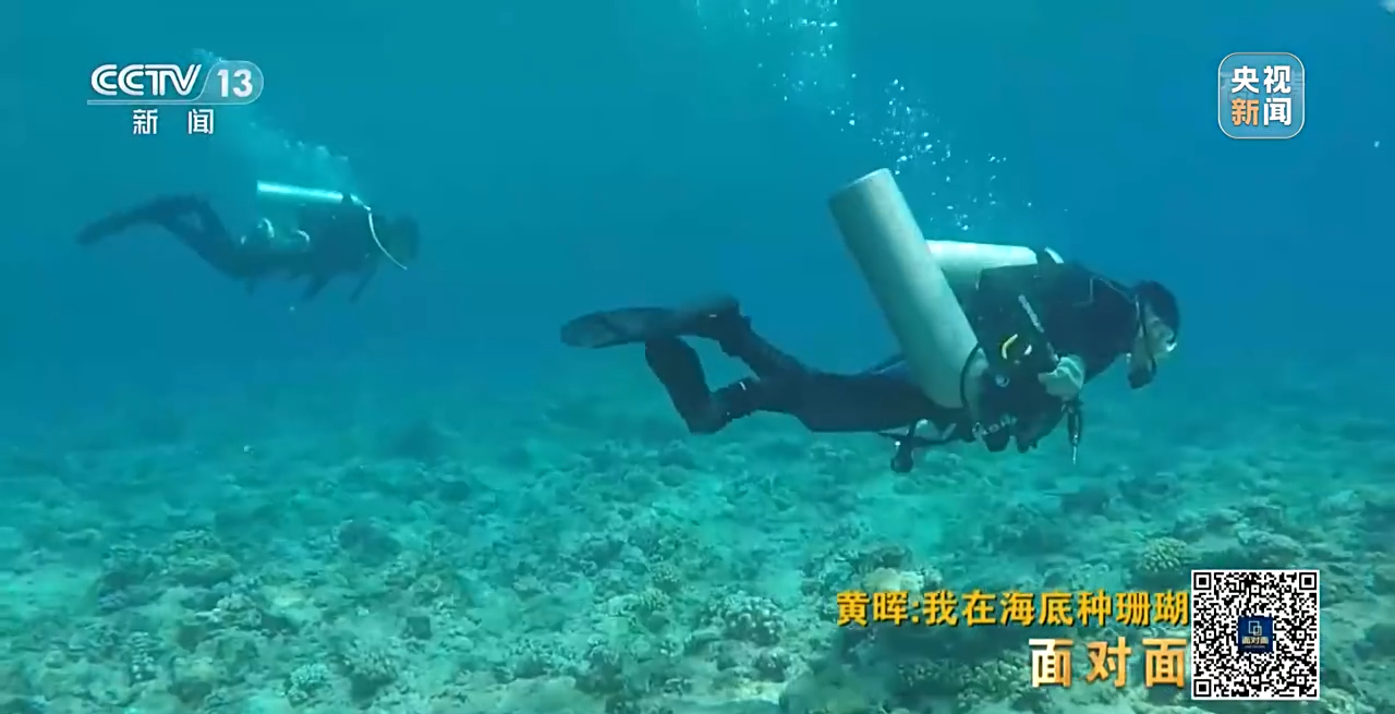 面對(duì)面丨“珊瑚媽媽”黃暉:種出一片“海底森林”