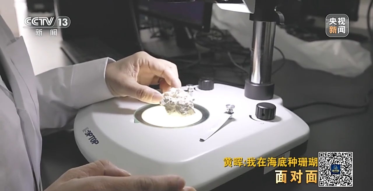 面對(duì)面丨“珊瑚媽媽”黃暉:種出一片“海底森林”