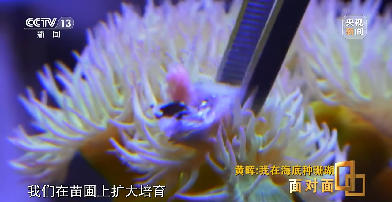 面對(duì)面丨“珊瑚媽媽”黃暉:種出一片“海底森林”