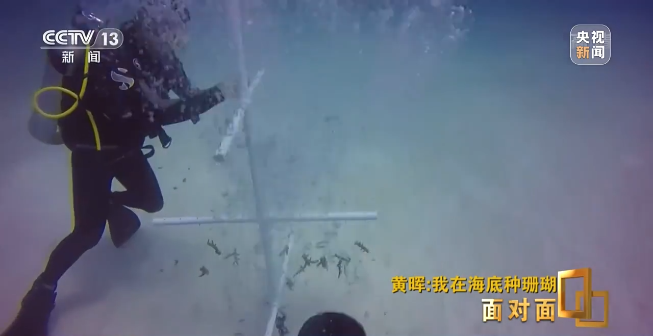 面對(duì)面丨“珊瑚媽媽”黃暉:種出一片“海底森林”