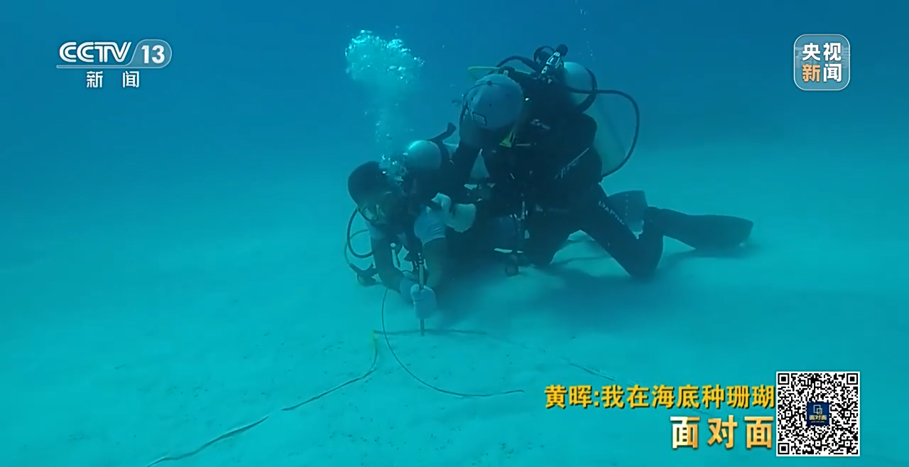 面對(duì)面丨“珊瑚媽媽”黃暉:種出一片“海底森林”