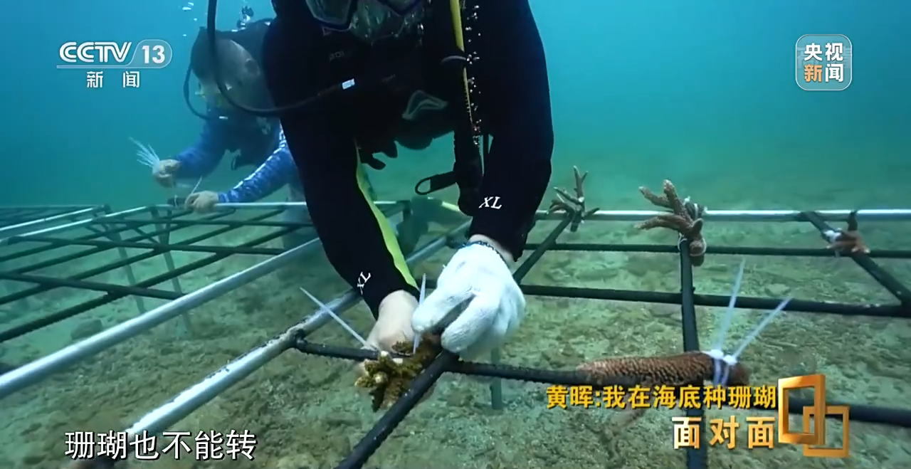 面對(duì)面丨“珊瑚媽媽”黃暉:種出一片“海底森林”