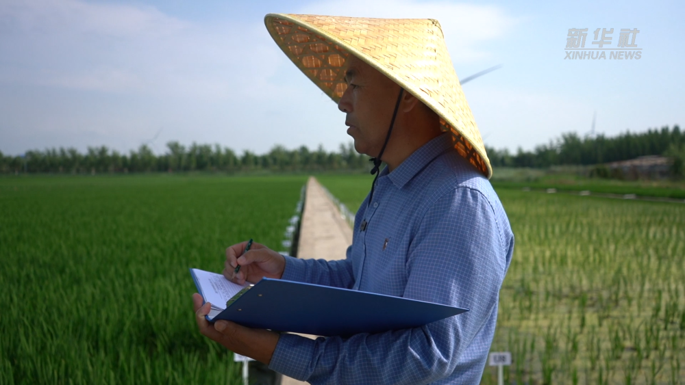 新華視點|一粒種 一顆“芯”