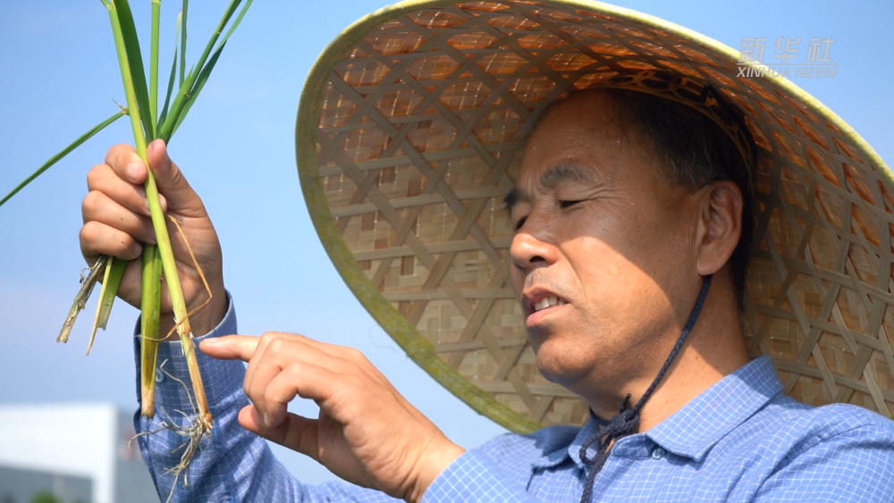 新華視點|一粒種 一顆“芯”