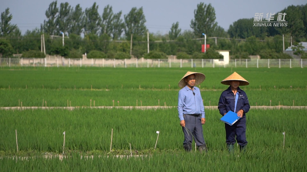 新華視點|一粒種 一顆“芯”