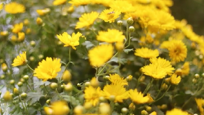 ���W(w��ng)�j(lu��)�Ї���(ji��)���Ĵ����������ꖹ��������˽�᣿