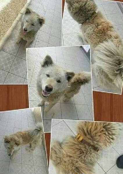  �I(l��ng)�B(y��ng)����ُ�I���_�����˹�̽�^�u��������ȥ�ϰ�