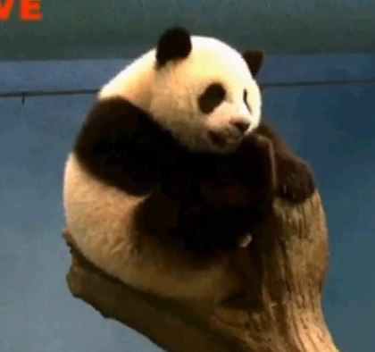 圓仔變高變胖塞不進(jìn)最?lèi)?ài)棲駕 無(wú)奈轉(zhuǎn)戰(zhàn)左邊高地 圓仔變高變胖塞不進(jìn)最?lèi)?ài)棲駕 無(wú)奈轉(zhuǎn)戰(zhàn)左邊高地