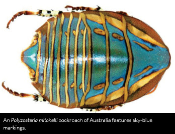 "最美蟑螂"有如藍寶石 "最美蟑螂"有如藍寶石